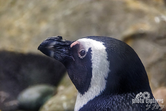 African penguin Back Side over shoulder view