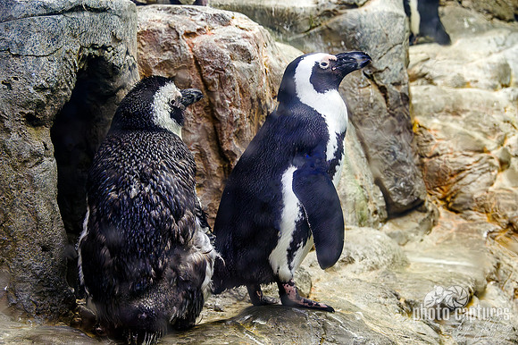 African Penguins Koko