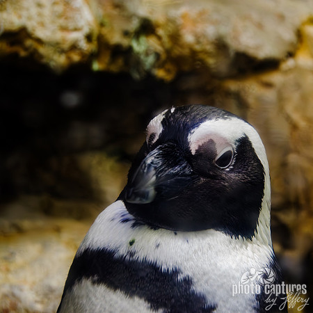 African penguin with head tilted square