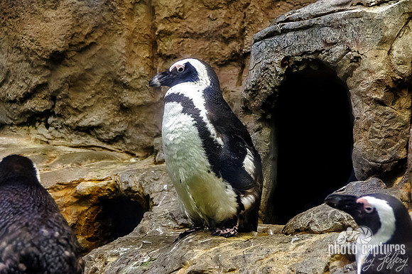 African penguins Aquarium