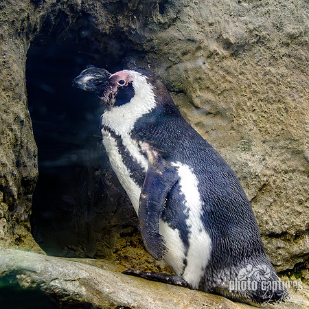 Full side view African penguin square