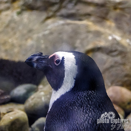African penguin side view portrait square