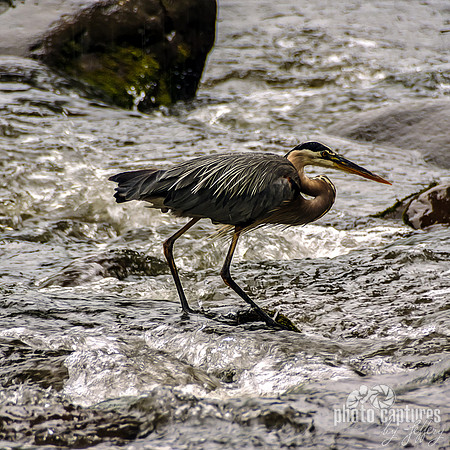 Great Blue Heron artistic square Leconte Creek