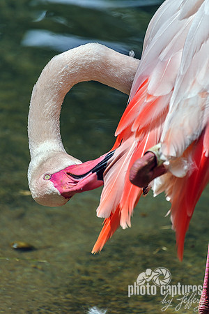 Greater Flamingo Pink Feather Tips