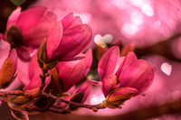 Artistic Floral Renderings