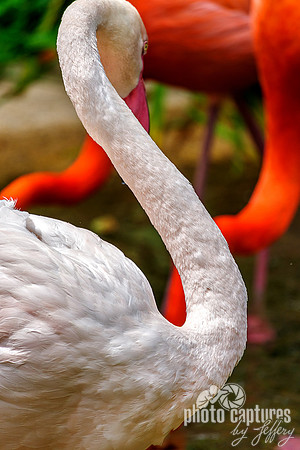 Greater Flamingo Soft Pink