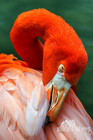 Caribbean Flamingo Tip Hid