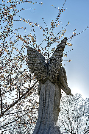 Wings Angel Cherry Blossoms Tree