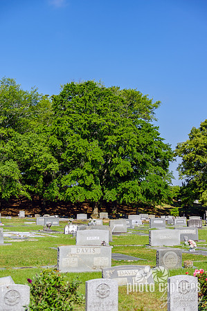 Lovely Tree and Gravestones Oakwood Cemetery