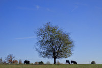 Two Oreo cows to the right of tree