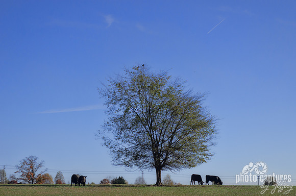 Two Oreo cows to the right of tree
