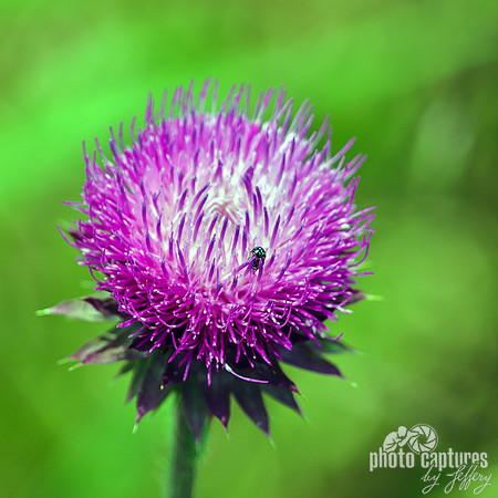 Pink Milkweed Wildflower Square