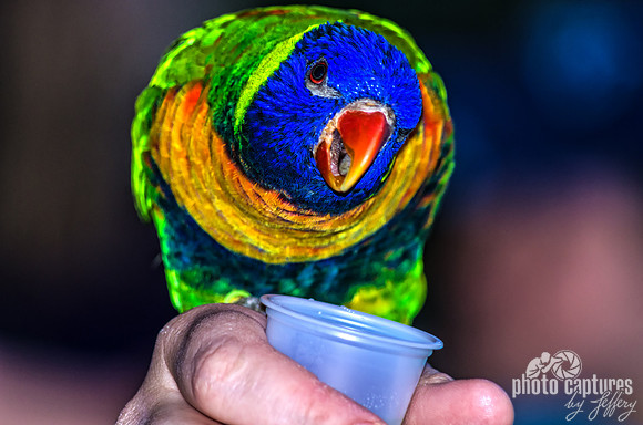 Rainbow Lorikeet About To Go In To Eat Nectar