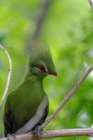 Green Turaco Facing Right