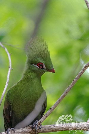 Green Turaco Facing Right