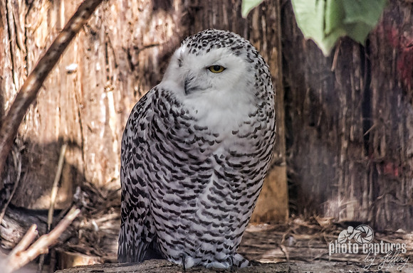 Snowy owl female head turned perched on limb Critter Encounter