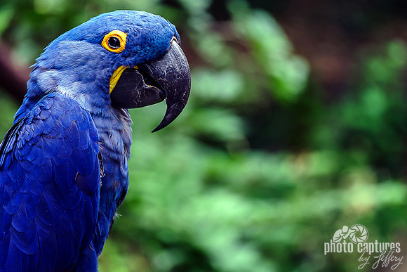 Side view Hyacinth Macaw Perched