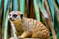 Meerkat and Front Left Paw
