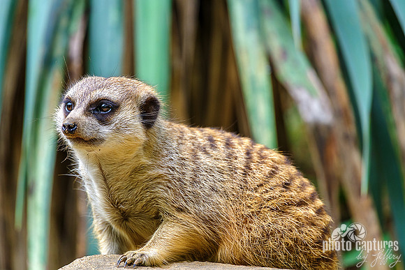 Meerkat and Front Left Paw