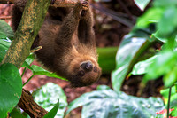 Camels,  Alpacas, Two-Toed Sloths, Binturong Bearcat