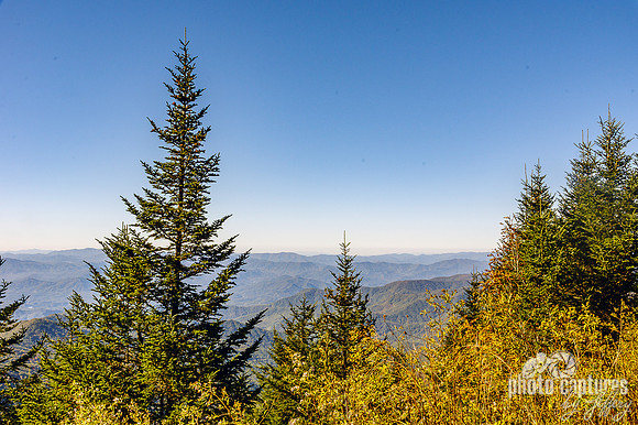 Fraser Fir Along Trail Edge