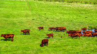 Red Angus Cows Northern Middle TN