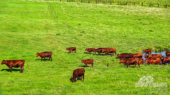 Red Angus Cows Northern Middle TN