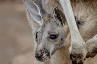 Wallabies and Red Kangaroos