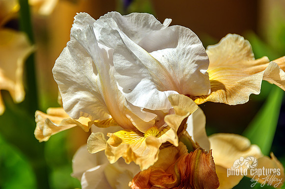 Close View Apricot kerfuffle iris