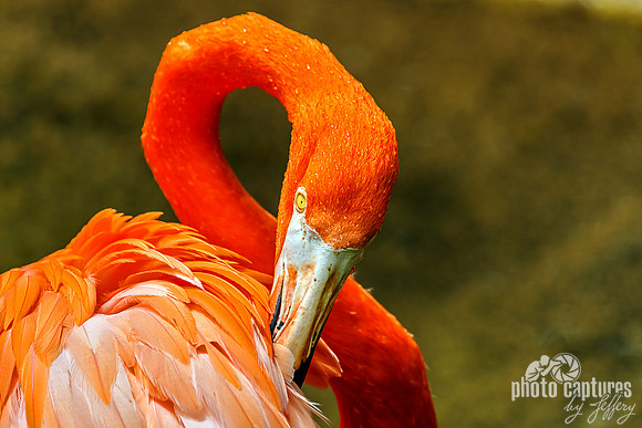 Caribbean Flamingo Grooming