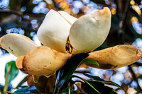 Magnolia Dwarf Southern