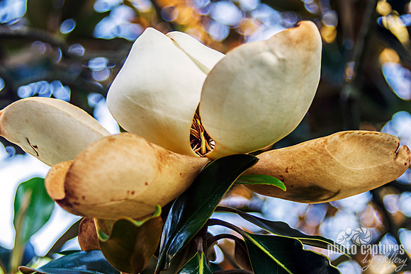 Magnolia Dwarf Southern