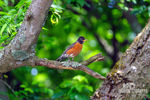 American Robin Head Turn To The Right
