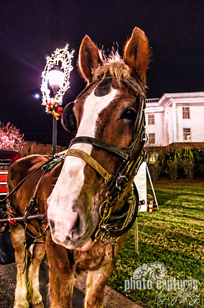 Carriage Horse Country Christmas Nashville TN