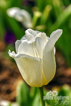 Cheekwood Tulip Garden White Tulip
