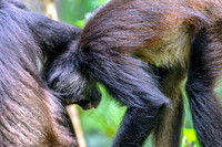 Two Spider Monkeys Having Fun