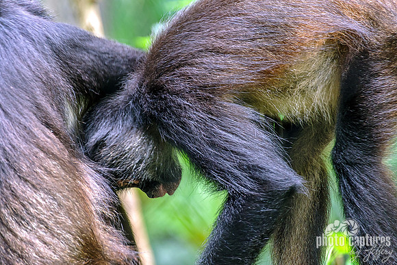 Two Spider Monkeys Having Fun