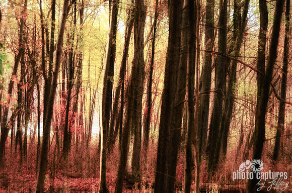 Dark Forest Radnor Lake Nashville TN