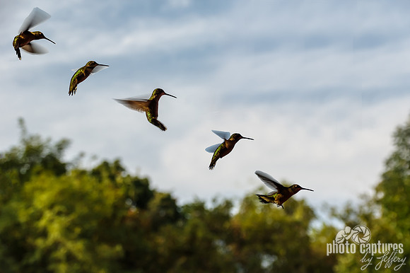 Five at Angle Red Ruby Throated Hummingbirds