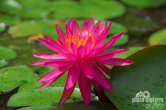 Glow of Pink Waterlily Murfree Spring Wetlands