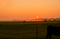 Cows Grazing Sunrise Foggy Morning