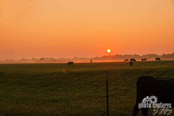 Cows Grazing Sunrise Foggy Morning