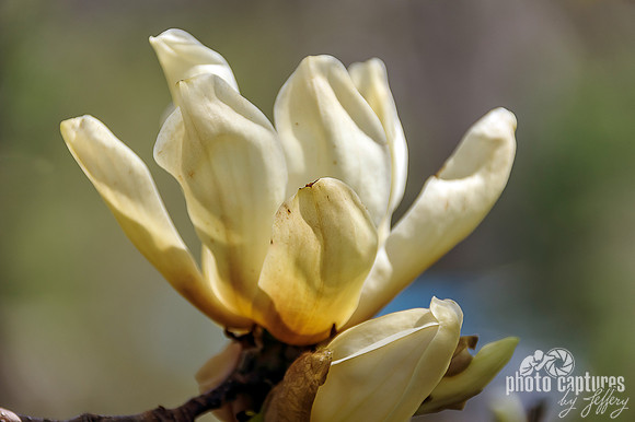 Elegant Elizabeth Magnolia Tree Cheekwood