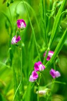 Caley Pea Lathyrus hursutus wildflowers Closer