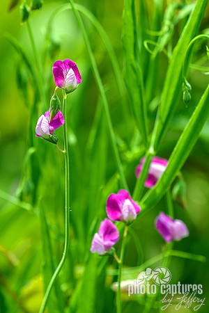 Caley Pea Lathyrus hursutus wildflowers Closer