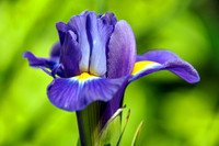 Irises