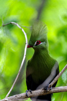 Green Turaco Facing Left