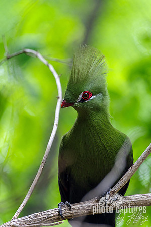 Green Turaco Facing Left