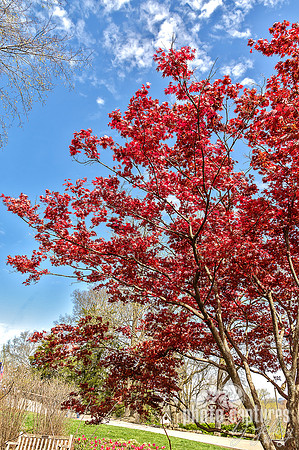 Elegant Japanese Maple