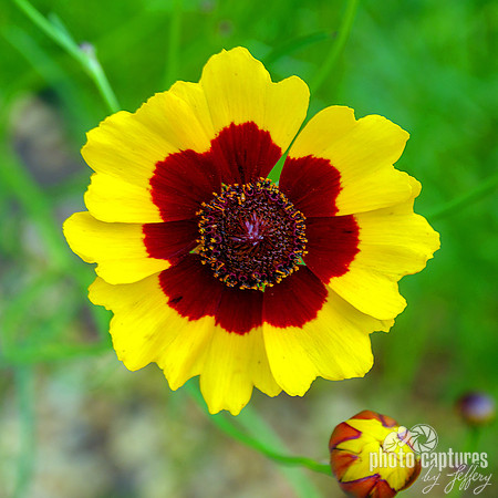 Coreopsis Plains square